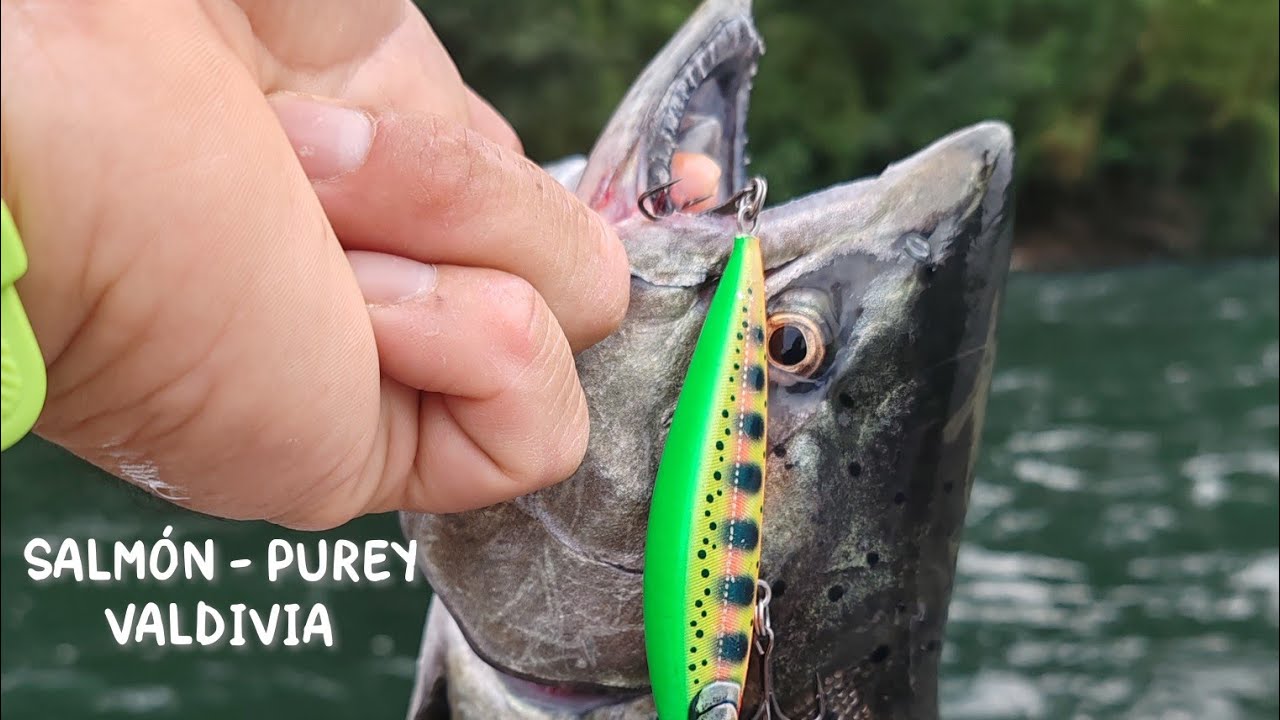 Pesca Salmón y truchas en Purey Valdivia 2024