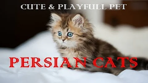 Watch the video about Persian Cats | Iranian Cats - A cute pet
