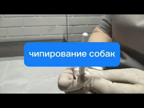 Шприц для чипирования маленьких и больших собак. Чипирование электронных сигарет. Микрочип для лошадей. Чипирование пчел. Игла для чипирования собак.