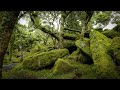 Wistmans wood dartmoor grove of the druids