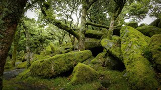Wistman's Wood, Dartmoor: Grove of the Druids.