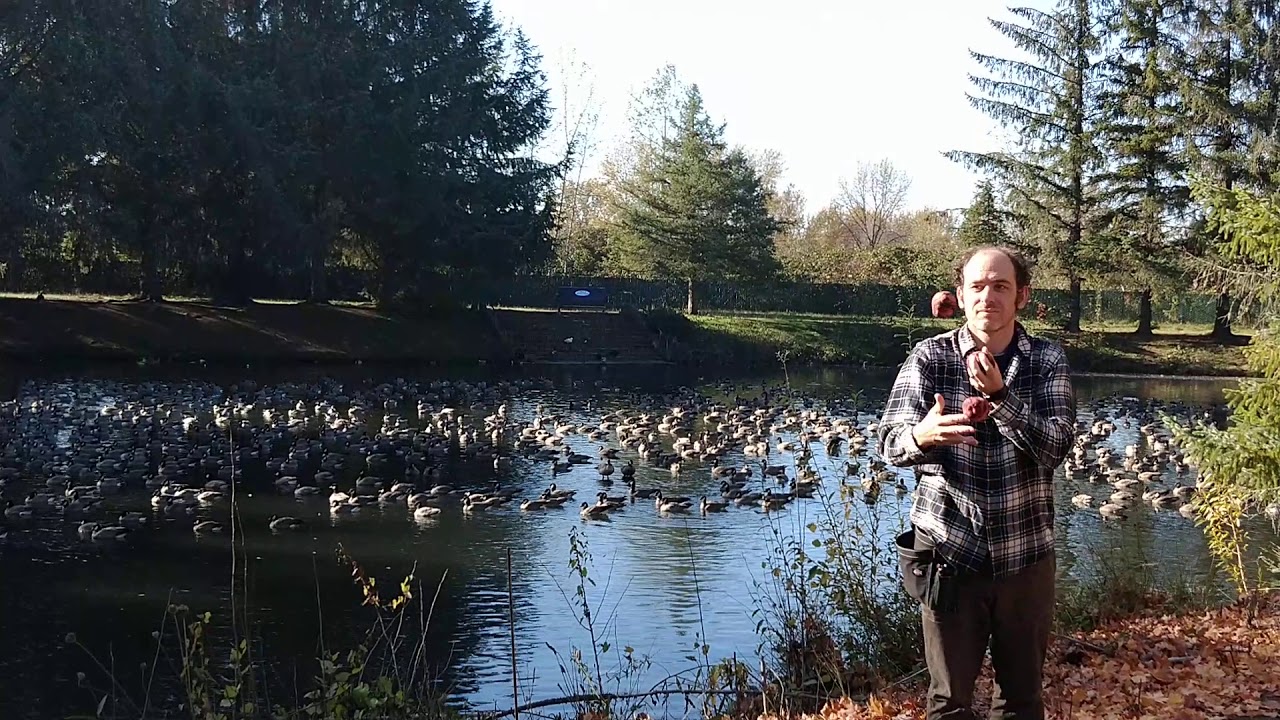 Canada Geese + Estacada Library + Juggling YouTube