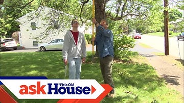 Pruning a Crabapple Tree | Ask This Old House