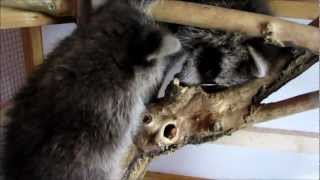 Futter Im Baumloch Dry Food In A Tree Hole