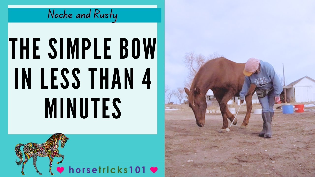 Horse Tricks 101 - A Very Simple Bow in Less Than 4 Minutes