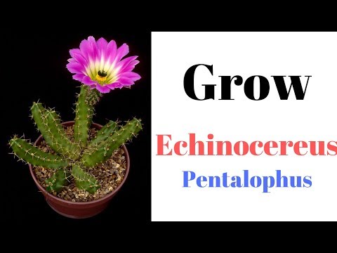 Video: Echinocereus Ladyfinger o'simliklari: Ladyfinger kaktus o'simliklarini qanday etishtirishni o'rganing