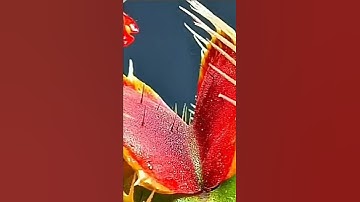 وَهُمْ يَصْطَرِخُونَ فِيهَا رَبَّنَا أَخْرِجْنَا نَعْمَلْ صَالِحًا            #سورة_فاطر #قصص #قرآن