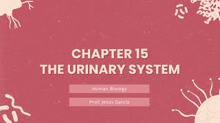 Chapter 15 - The Urinary System