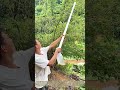 Tube Harvesting: How Homemade Pipe Tools Pick Tall Tree Fruit