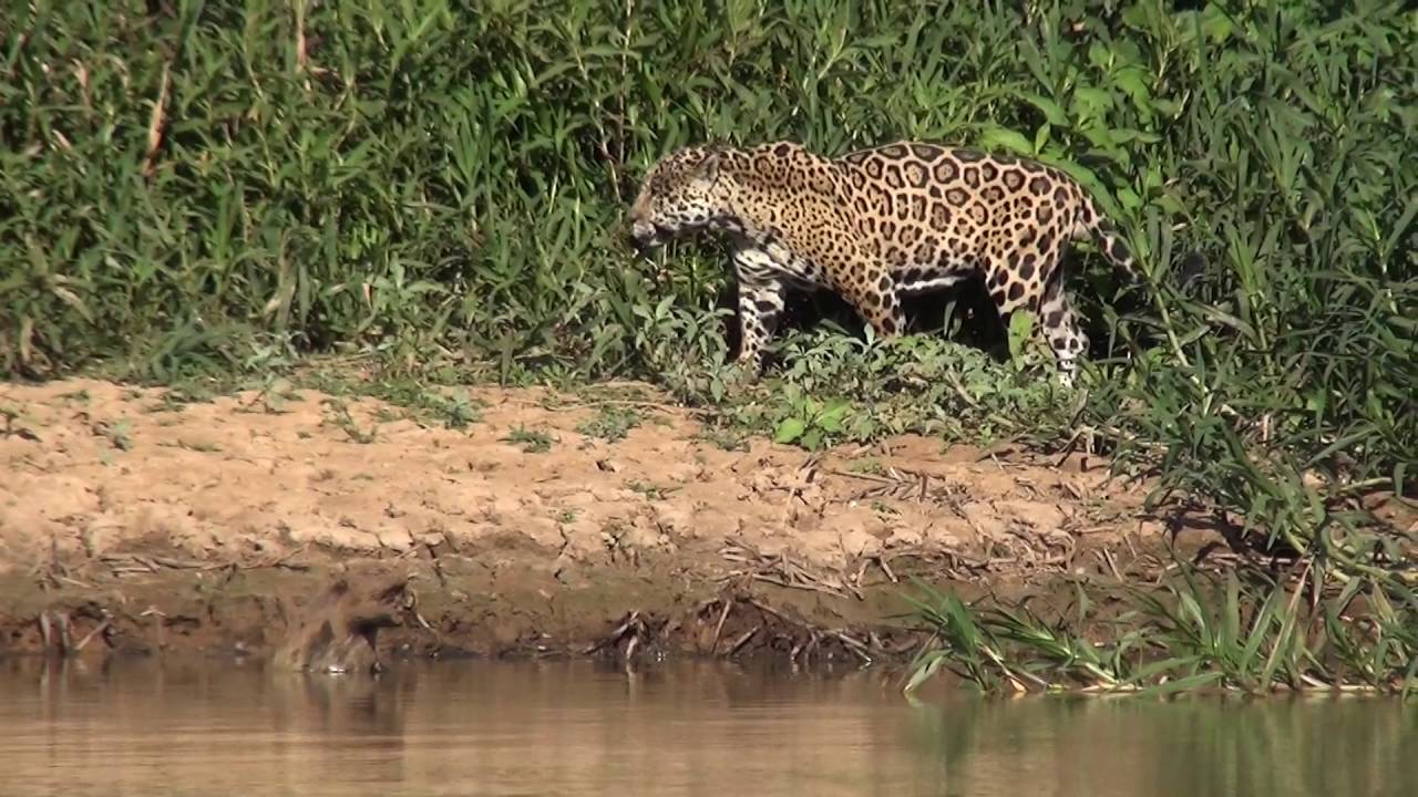 The Pantanal Safari 2016