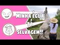 Fui visitar a minha égua e ela não quis me ver