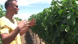 Borra Vineyards, Lodi CA - About The Vineyards