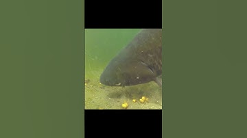 Cận cảnh cá chép cụ ăn mồi #Shorts