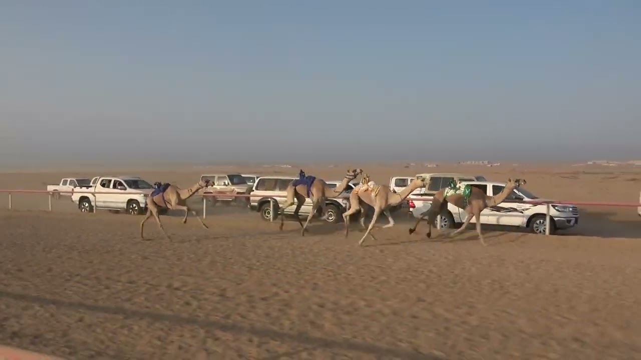 الشوط الرئيسي بكار حقايق 3كم(سمحه)صالح بن سليمان الحويطي