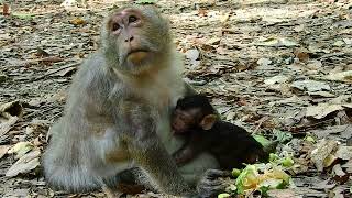 Black baby monkey always gate milk and sleep very
