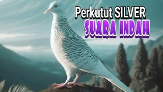 perkutut SILVER MEWAH Suara Menawan // Menaikan Gairah Lawan