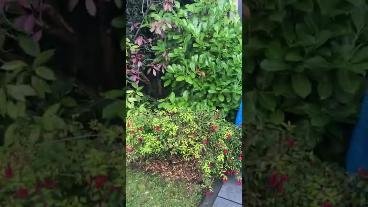 Fresh wood chips delivered to a customer for borders by Fischerco