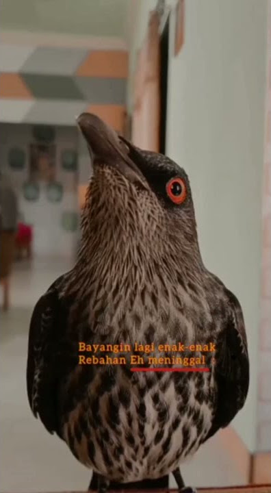 Story wa bayangin lagi enak-enak rebahan eh meninggal