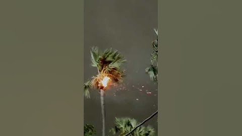 Thunderstorm #danger #fire on coconut 🌲 #tree