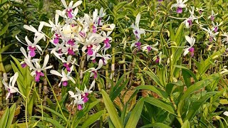 Tiga Anggrek Dendrobium untuk Kolektor, keren dan gagah #anggrek #flowers #orchid #fsfr