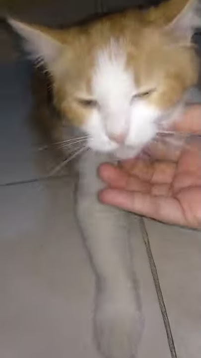 kucing minta kawin kasihan masih kecil