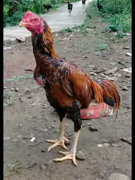 Ayam bangkok juara