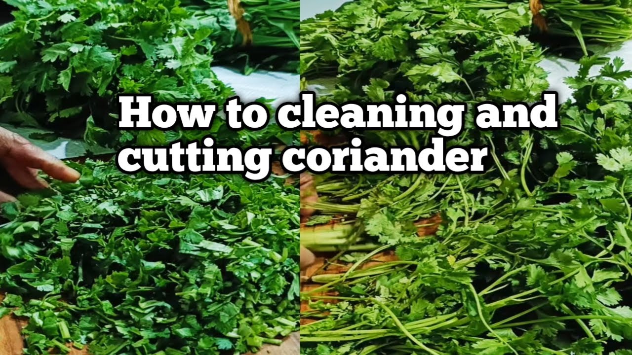 🔴  How To Cleaning And Cutting Coriander  🔴Nilam Bhanderi Vlogs is Live