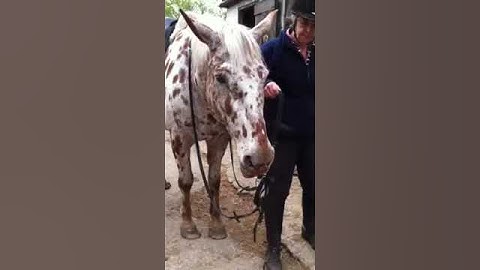 Mango shows boundless enthusiasm for work.