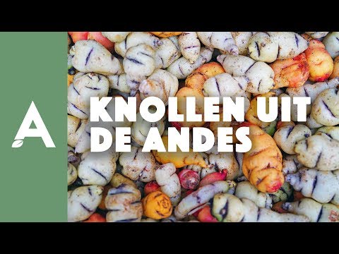 Knollen uit de Andes - Een groener thuis #13