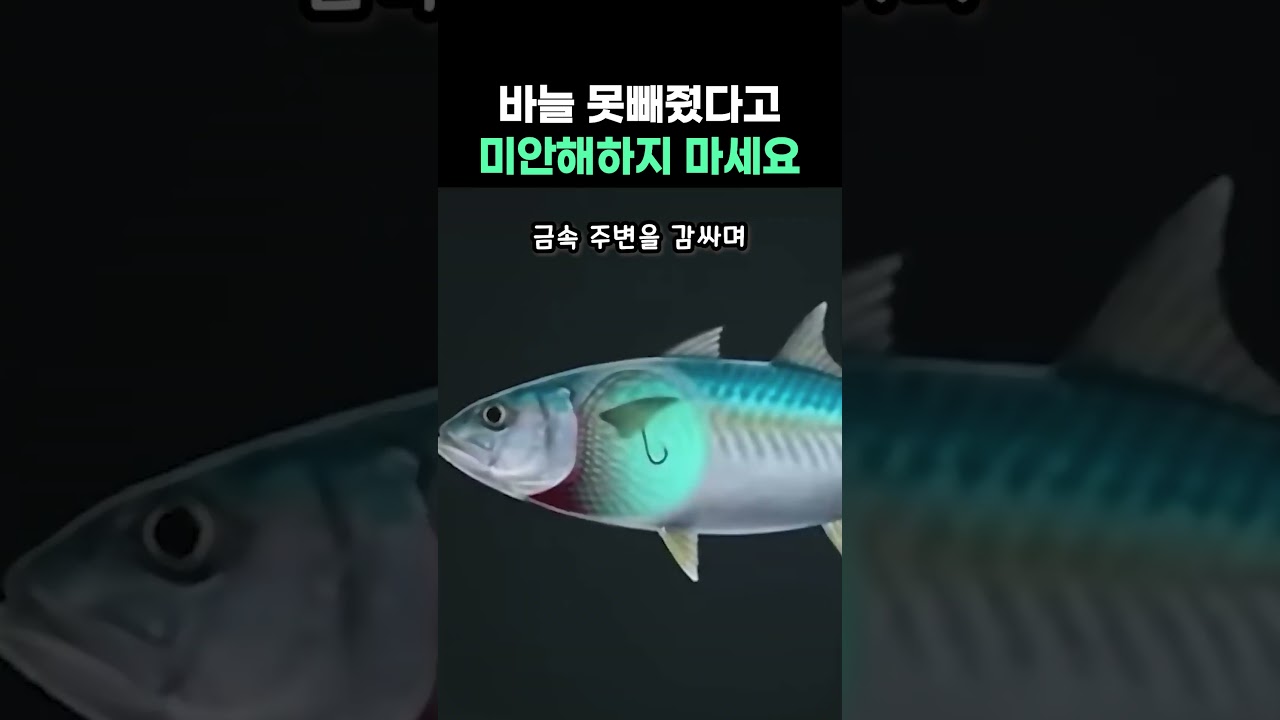 바늘 못빼줬다고 미안해하지 마세요 #낚시