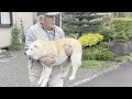 柴犬あいちゃんが大好きなおじいちゃんに一日密着してみた
