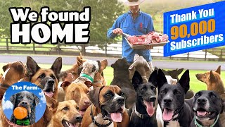 Homeless Dogs Find HOME Together (Home by Nick Jonas Lyrics) | The Farm