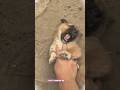 He Reached Out… And The Puppy Did This! 🐶❤️