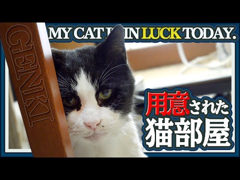 用意された猫部屋