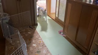 誰もお布団に来ないので寂しくて起きてきた柴犬