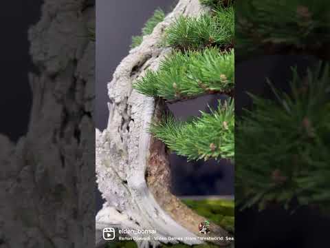 Mugo pine with some crazy weathered deadwood, displayed at the Trophy 2023 #bonsai #bonsaishow