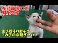 【緊急空輸】とにかく命を繋げたい