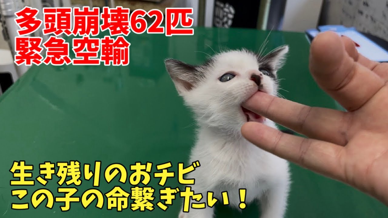 【緊急空輸】とにかく命を繋げたい