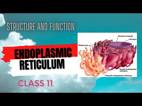 Endoplasmic reticulum structure and function | Class 11 Biology | First ...