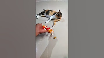 Funny Cat Barsik Beads Reverse Video #cat #reverse #usa