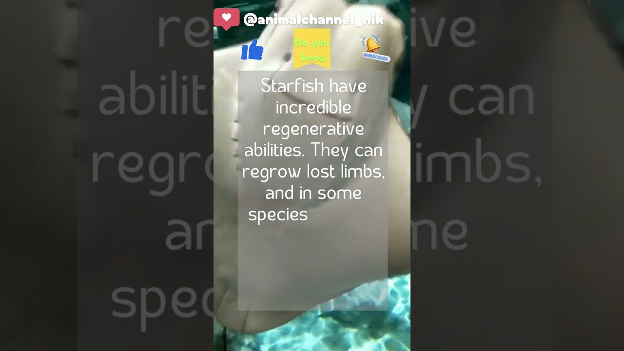 Fun fact: 105: Starfish Regeneration 