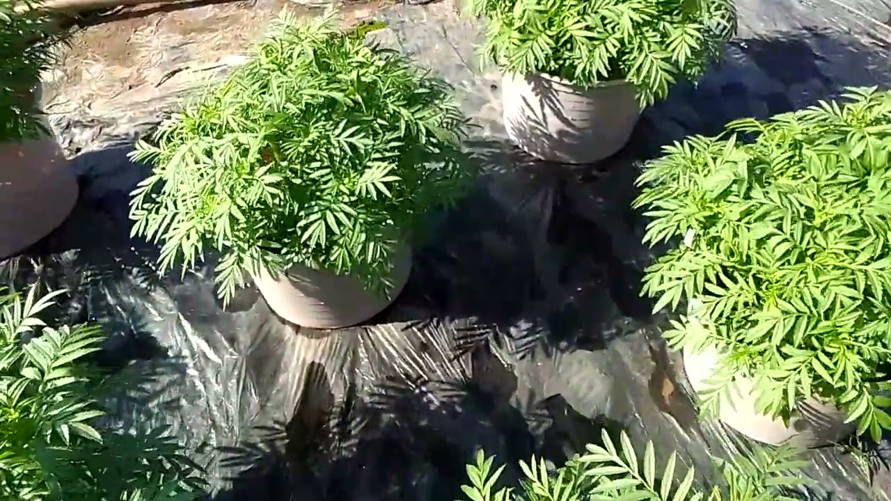 vạn Thọ ngày 14 tháng 12 âm lịch hoa Tết 2025