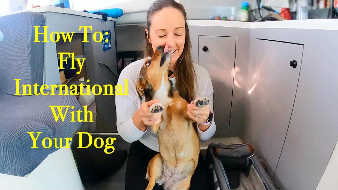 How To: FLY INTERNATIONAL With Your DOG