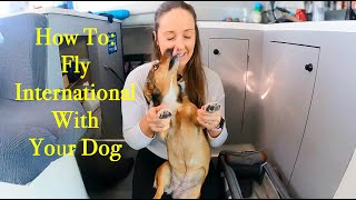 How To: FLY INTERNATIONAL With Your DOG