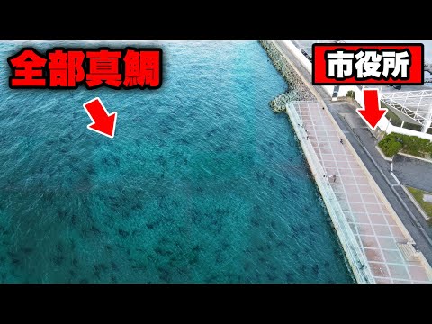 【衝撃のラスト】高級魚・明石のブランド真鯛が大量発生中・入れ食い状態に。巨大真鯛を確実に仕留める遠投カゴ釣りの極意。誰でも100％釣れるテクニックを徹底解説。