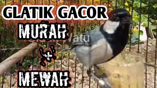 Glatik Batu Gacor Khusus Pemasteran