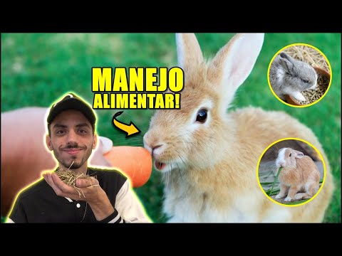 Vídeo: Como Alimentar Coelhos Adequadamente