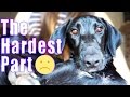 Goodbye Ezra | Foster Dog's Final Moments