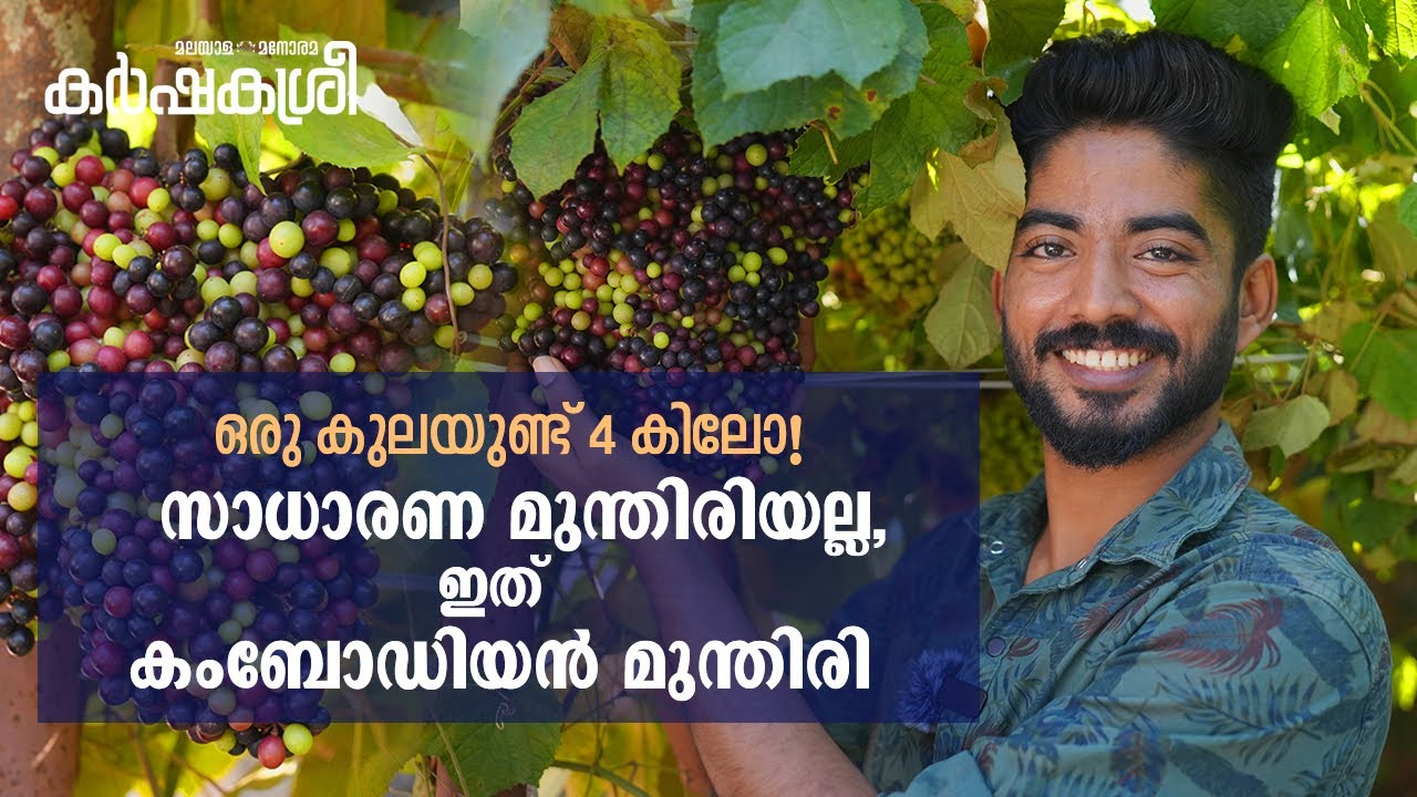 ഒരു കുലയിൽ 4 കിലോ മുന്തിരി! ഹമ്പോ... ഇതൊരു യമണ്ടൻ മുന്തിരിക്കഥ