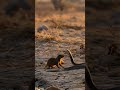 Deadly Encounter Mongoose Strikes Down Cobra Instantly Frame Of Wild Animalshorts Shorts Deadly Encounter Mongoose Strikes Down Cobra Instantly Frame Of Wild Animalshorts Shorts